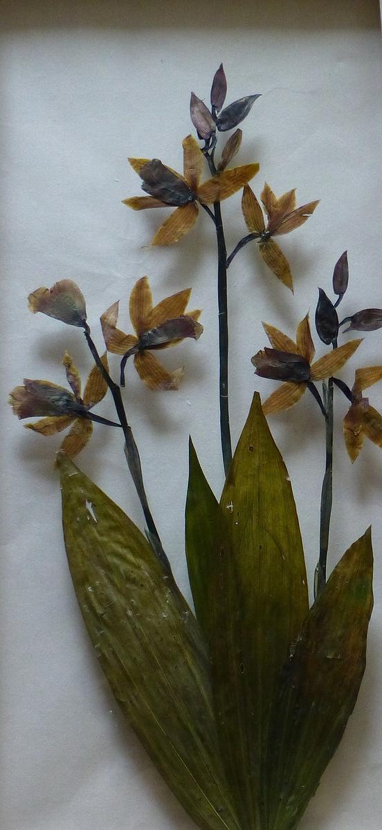 3鶴頂蘭的封面圖