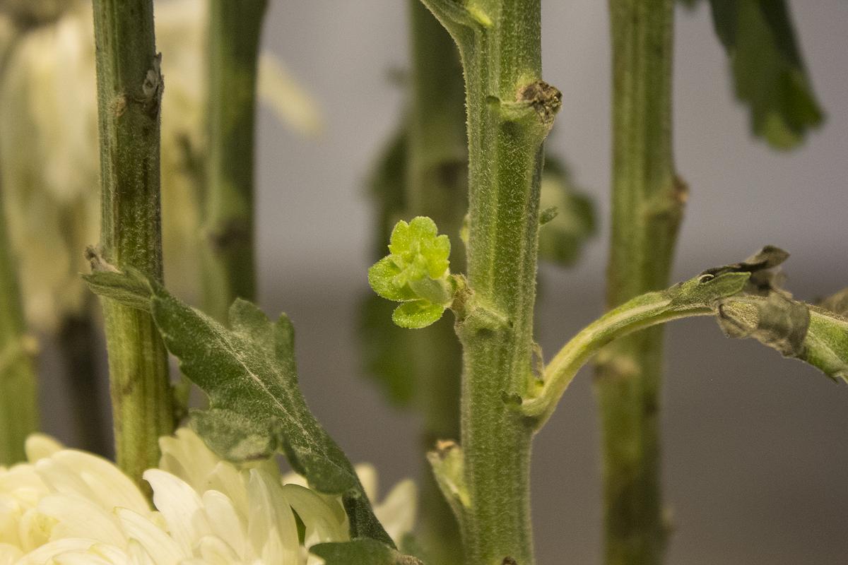 多線創作的首拍：陳昱廷創作研究 26 陳昱廷，〈決定出生〉，白菊花、劍山、不銹鋼水盤、透明片，整體大小60x60x96公分(不含白菊花)，2021年4月。3的封面圖