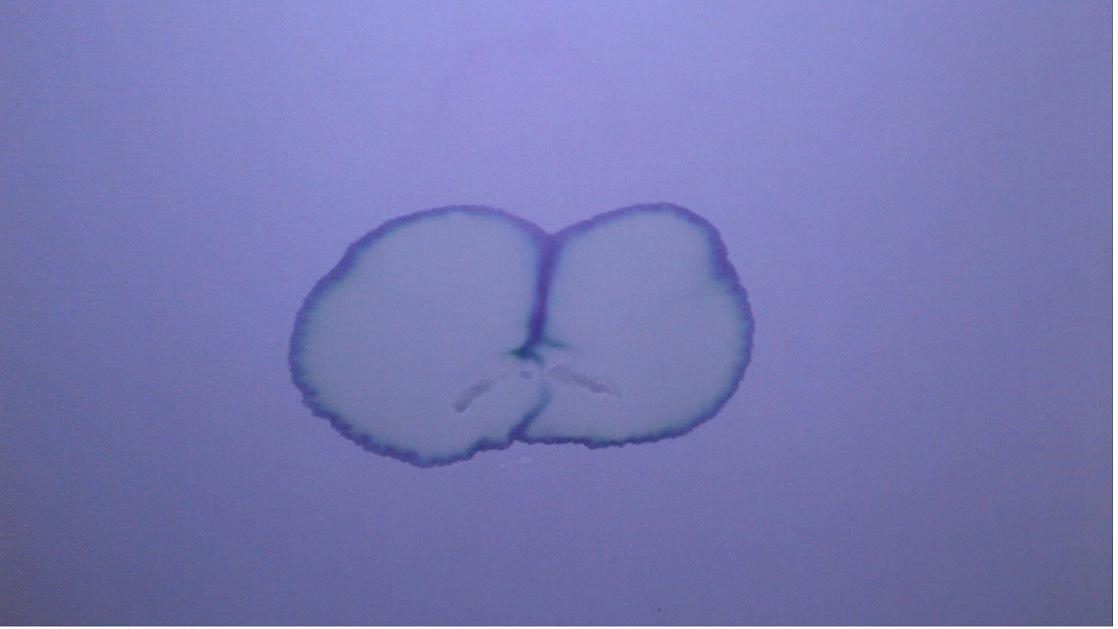 身體行為與側寫計劃-鄧聖薷創作研究28的封面圖
