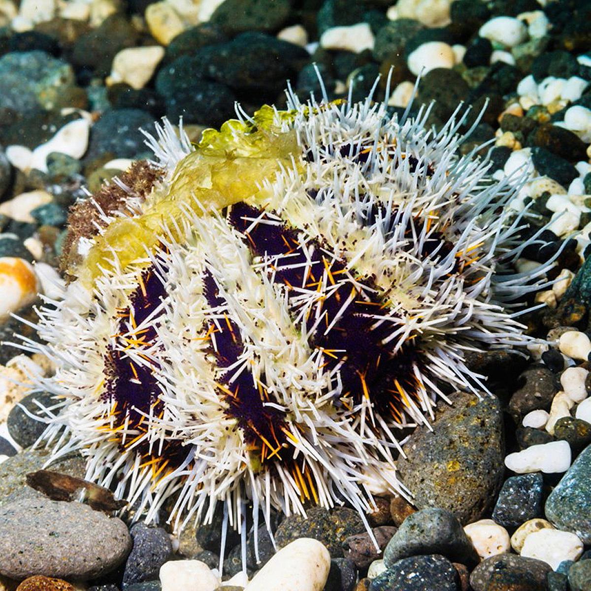 Lanyu of Seeing-47's Cover