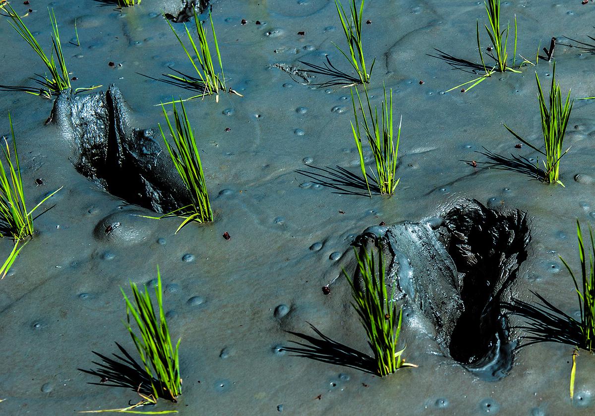 插秧-8的封面圖