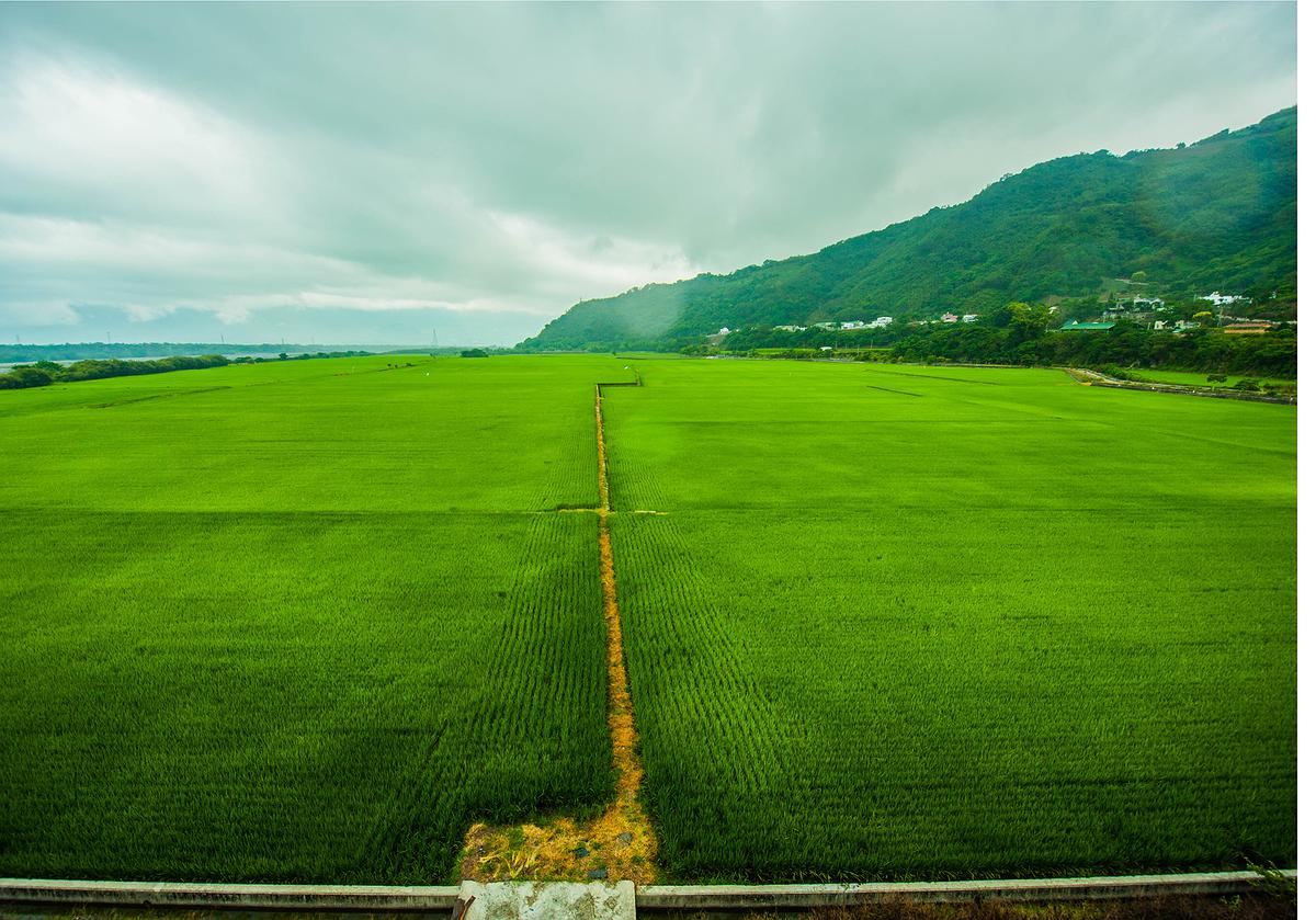 水稻-7的封面圖