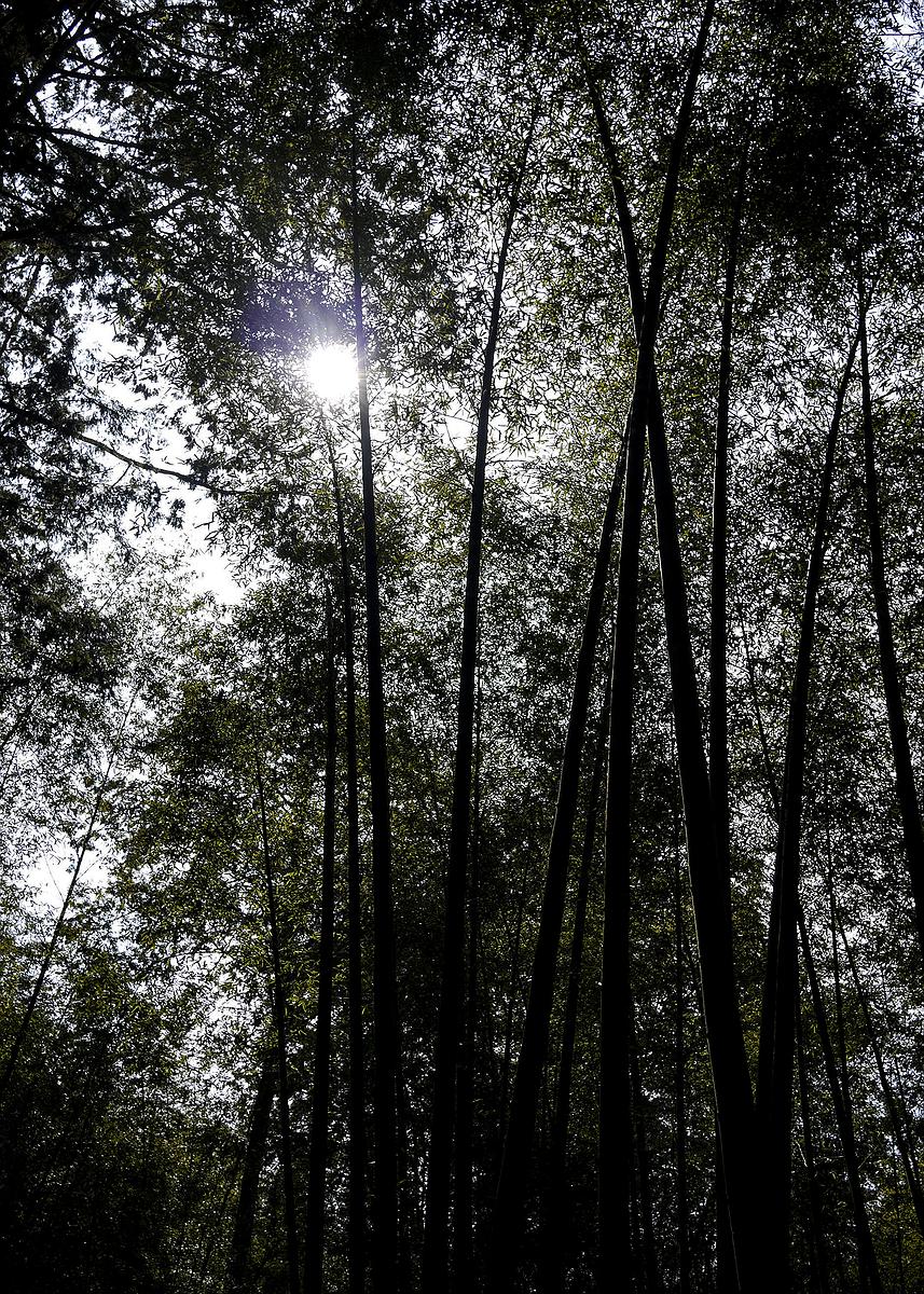 Integrity, a Full House of Bamboo The Studies of Bamboo Culture and Conceptual Images's Cover