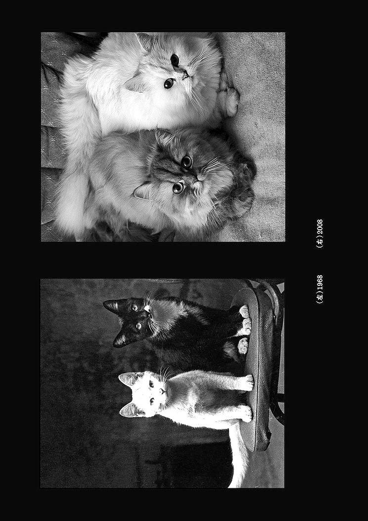 A Portrait of My Father–C-18's Cover