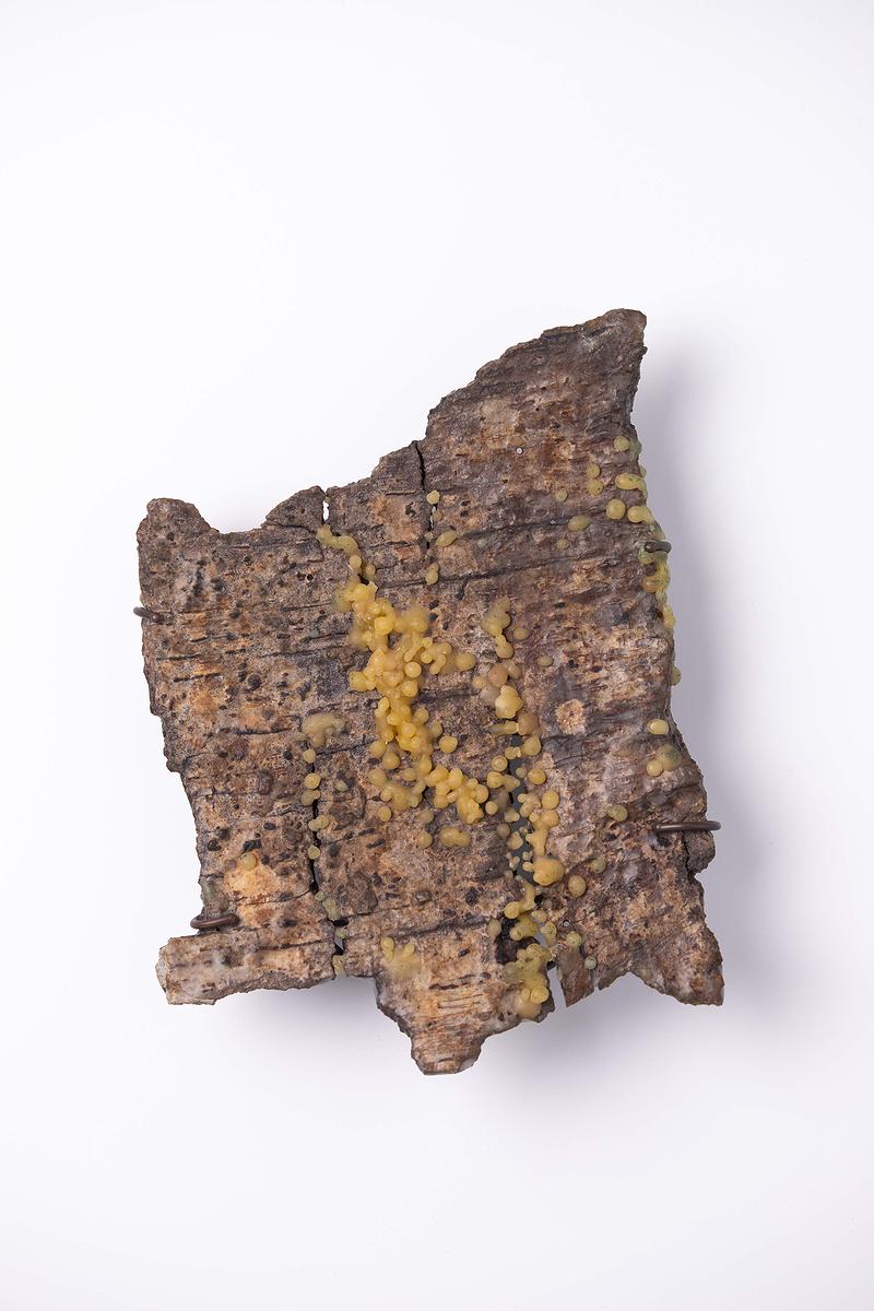 2025_11_Scab_brooch_bark4-1的封面圖